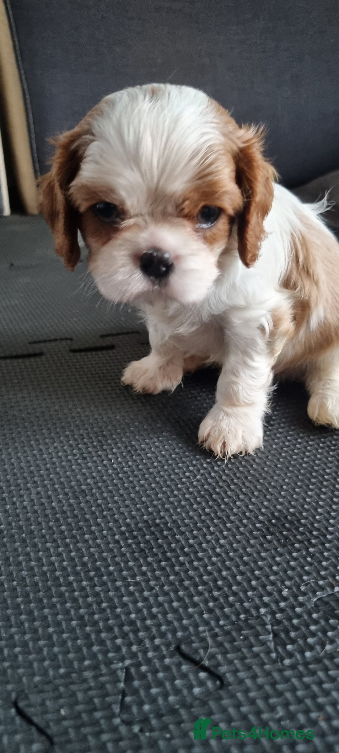 Cavalier King Charles Spaniel dogs for sale: Cavaliers King Charles spaniels - Image 19