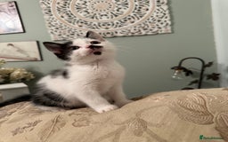 British Longhair cats for sale: Sweetie - Image 3
