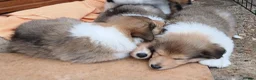 Rough Collie dogs for sale: Rough collie  in Tenterden - Advert 2