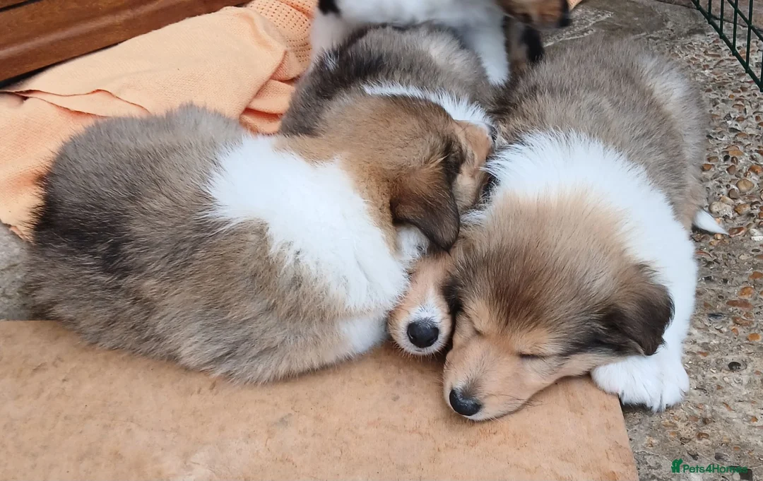 Rough Collie dogs for sale: Rough collie  in Tenterden - Advert 2