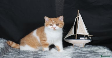 British Shorthair cats - Advert 3