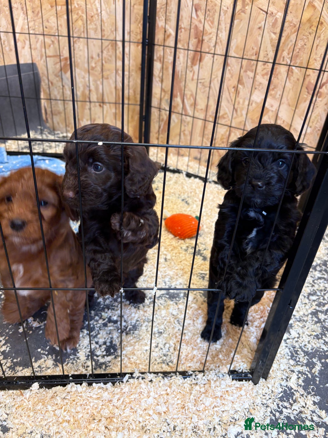 Cockapoo dogs for sale: Stunning toy size F1 cockapoo puppies - Image 19