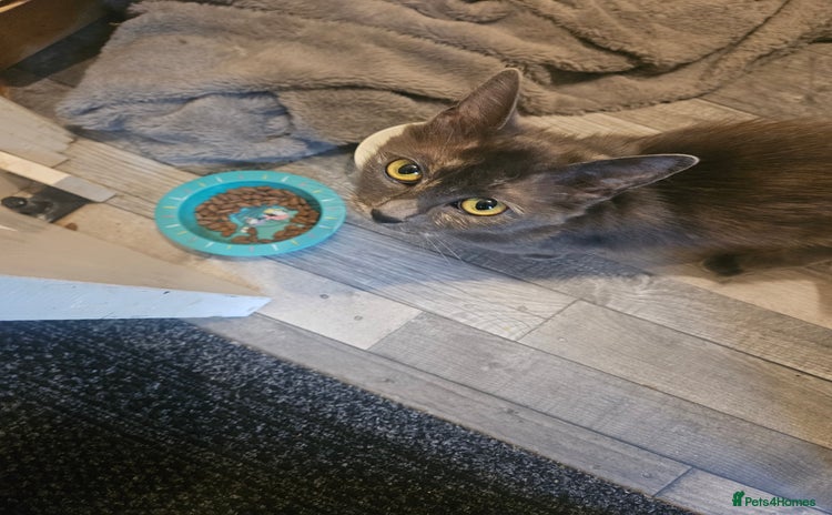 Maine Coon cats - Advert 10