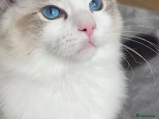 Ragdoll cats 🌟 Stunning TICA Ragdoll Kittens – Ready Now! - Advert 15