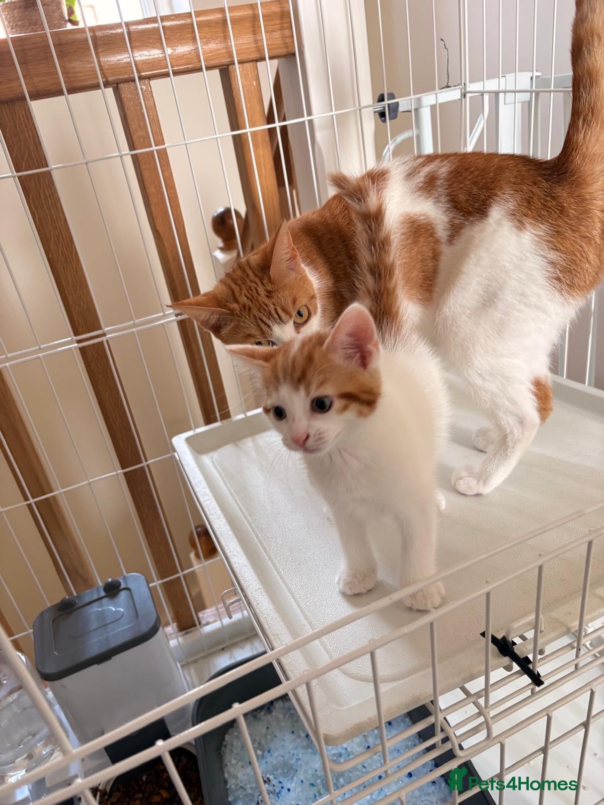 Mixed Breed cats Meet Holly’s New Ginger & White Babies - Advert 1