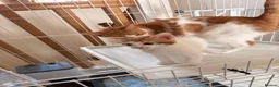 Mixed Breed cats for sale: Meet Holly’s New Ginger & White Babies - Advert 1