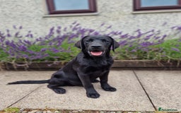 Labrador Retriever dogs for sale: 🐾 Black Labrador Puppy for Sale 🐾 - Image 2