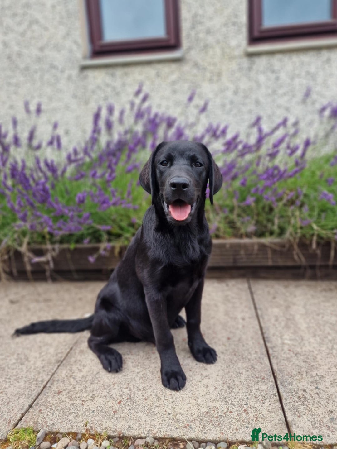 Labrador Retriever dogs for sale: 🐾 Black Labrador Puppy for Sale 🐾 - Image 2