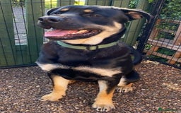 Mixed Breed dogs for sale: Rottweiler x GSD  - Image 2