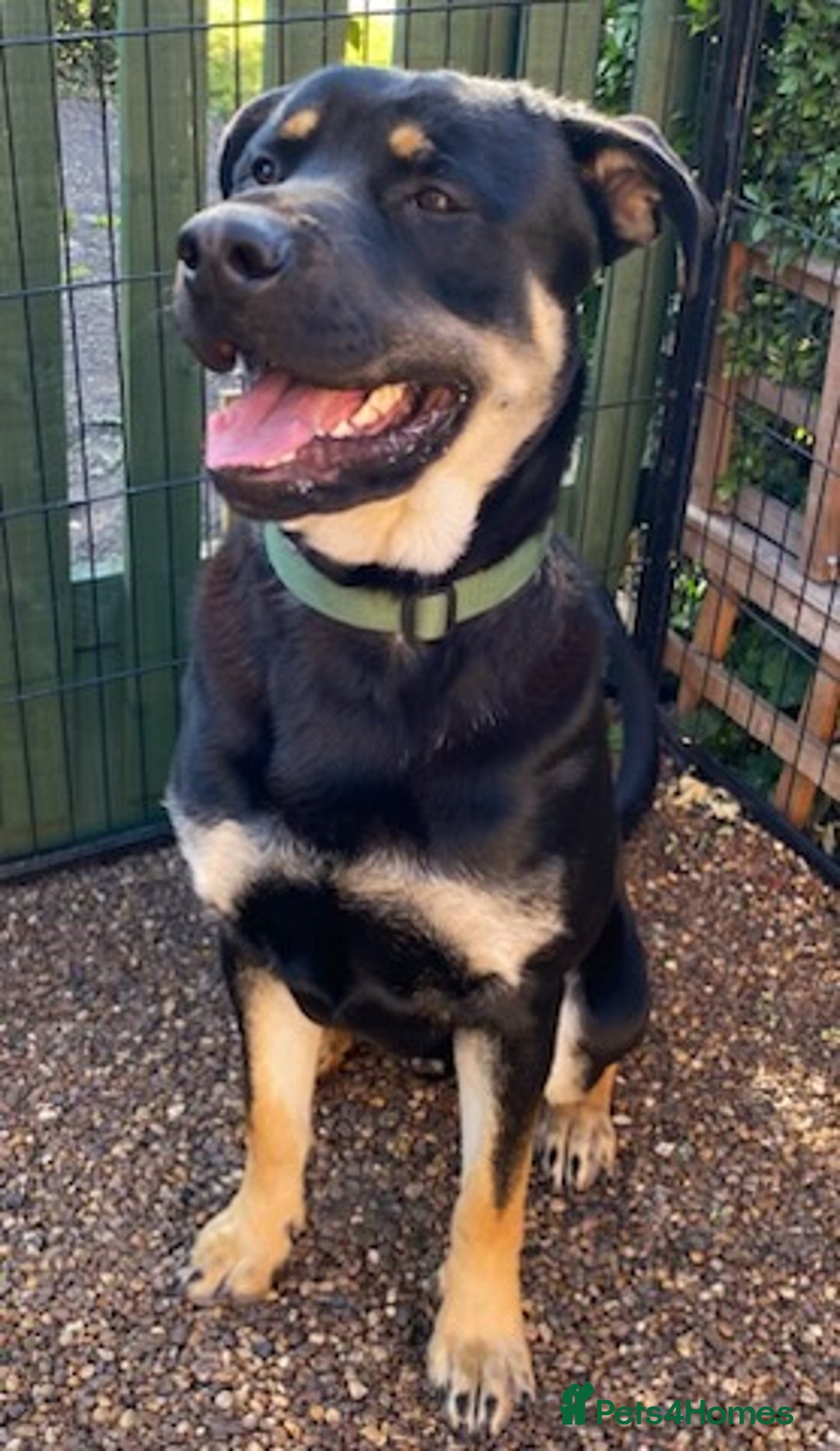Mixed Breed dogs for sale: Rottweiler x GSD  - Image 2