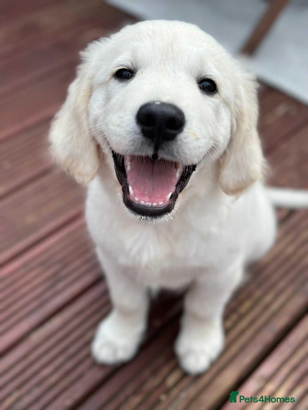 Golden Retriever dogs for stud: Barry - Golden Retriever KC Registered Pedigree  - Advert 7