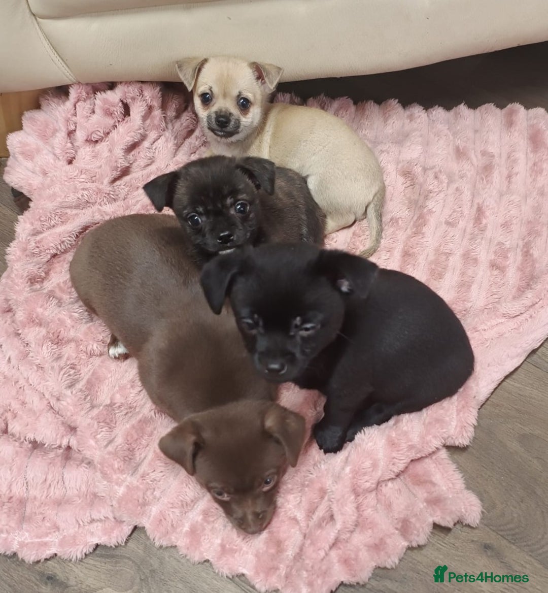 Mixed Breed dogs for sale: Cute Chihuahua Cross Jack Russel Pups. - Advert 5