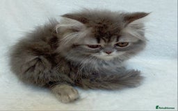 Exotic cats for sale: CHUBBY KITTENS - Image 13