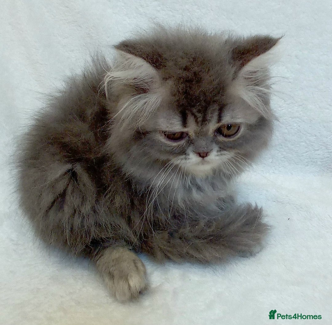 Exotic cats for sale: CHUBBY KITTENS - Image 13