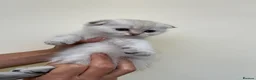 Scottish Fold cats for sale: LOVELY PUREBRED SCOTTISH FOLD CHINCHILLA KITTENS  - Advert 4