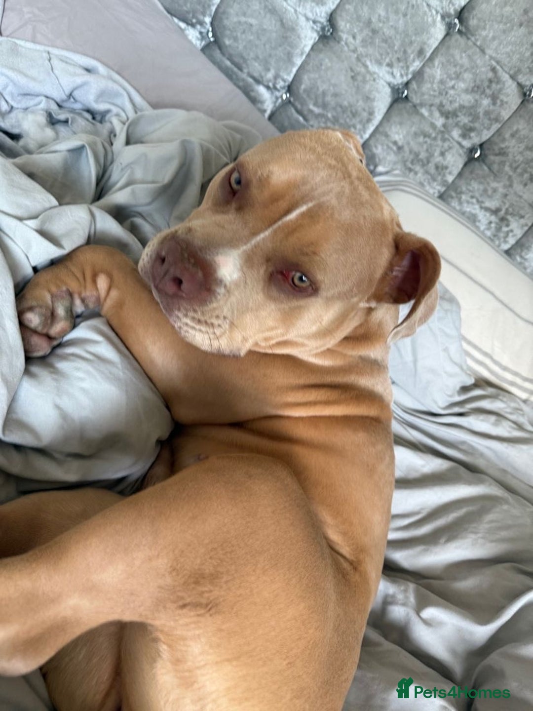 American Bully dogs for sale: Pocket bully for sale! - Image 4