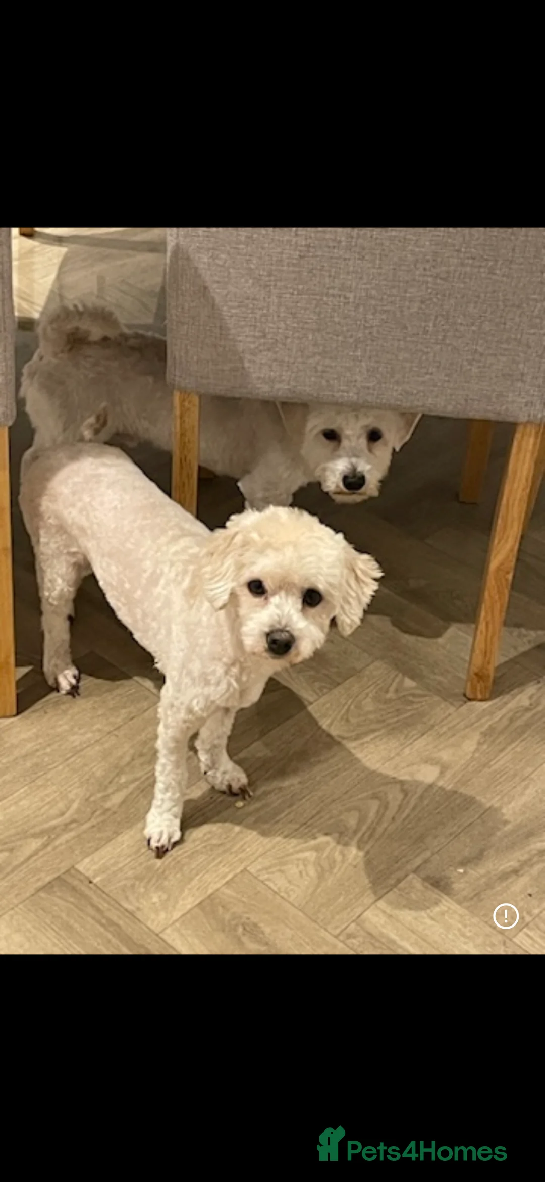 Maltipoo dogs for sale: 2 Maltipoos   - Advert 7