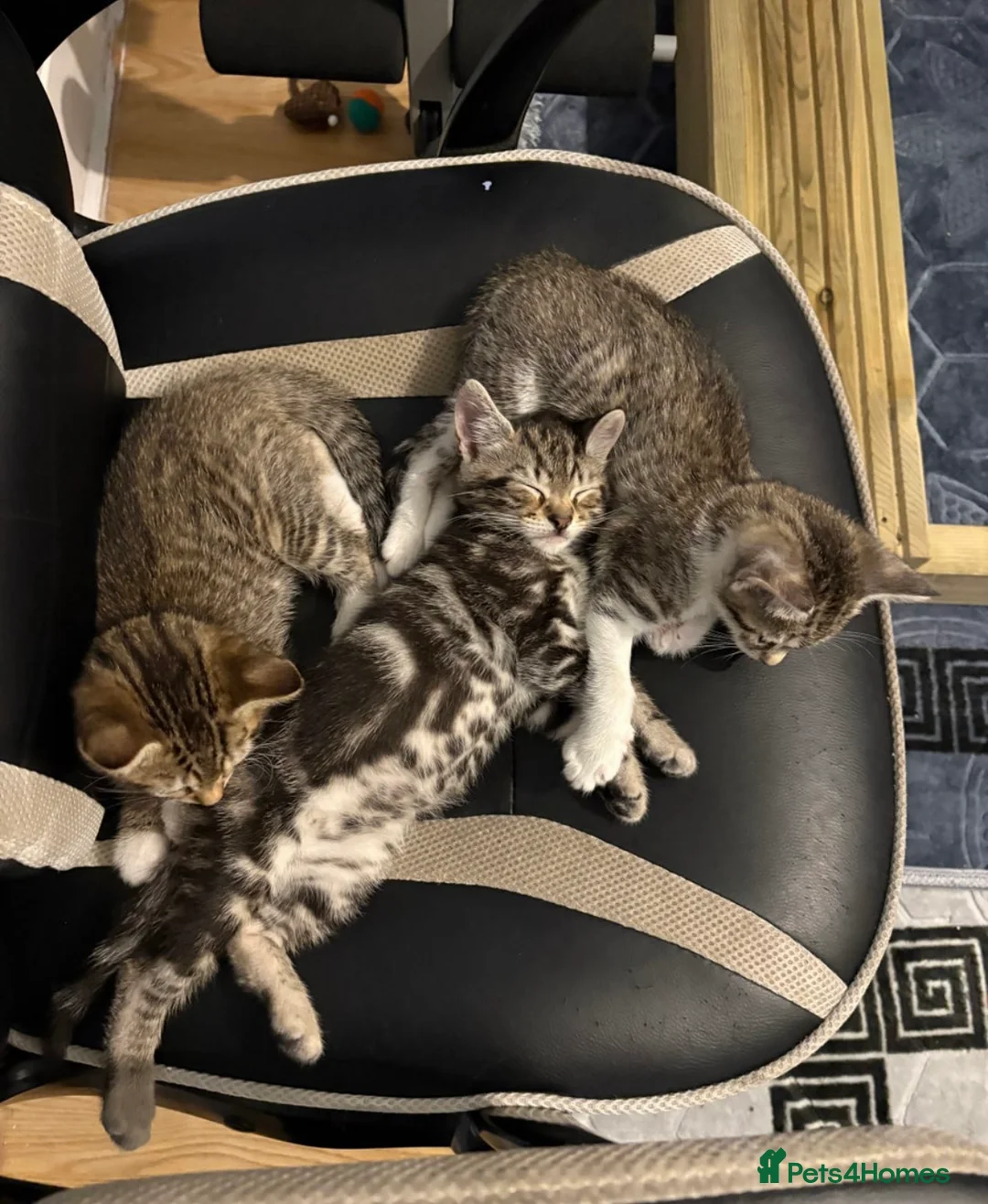 Mixed Breed cats for sale: 5 beautiful cats looking for their forever home ❤️ - Advert 4
