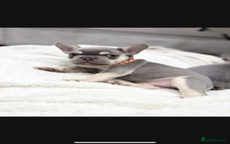 French Bulldog dogs for sale: French bulldog puppies  - Image 12