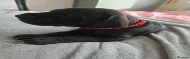 Great Dane 8 red collar 
