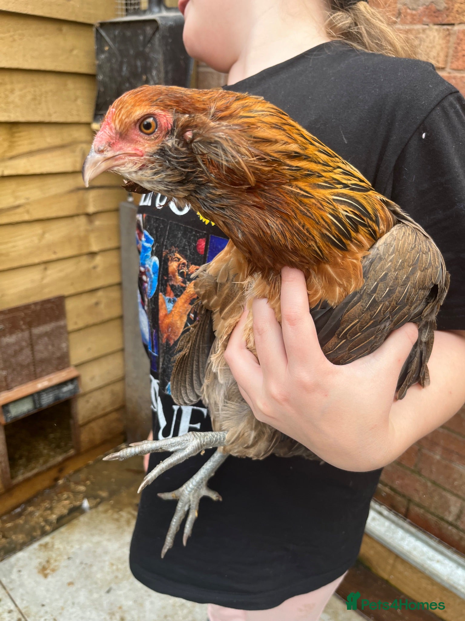 Mixed Breed poultry Rumpless Arucana Hen Polish, Brahma, silkie chicks - Advert 4