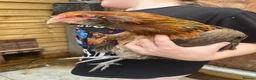 Mixed Breed poultry for sale: Rumpless Arucana Hen Polish, Brahma, silkie chicks - Advert 1