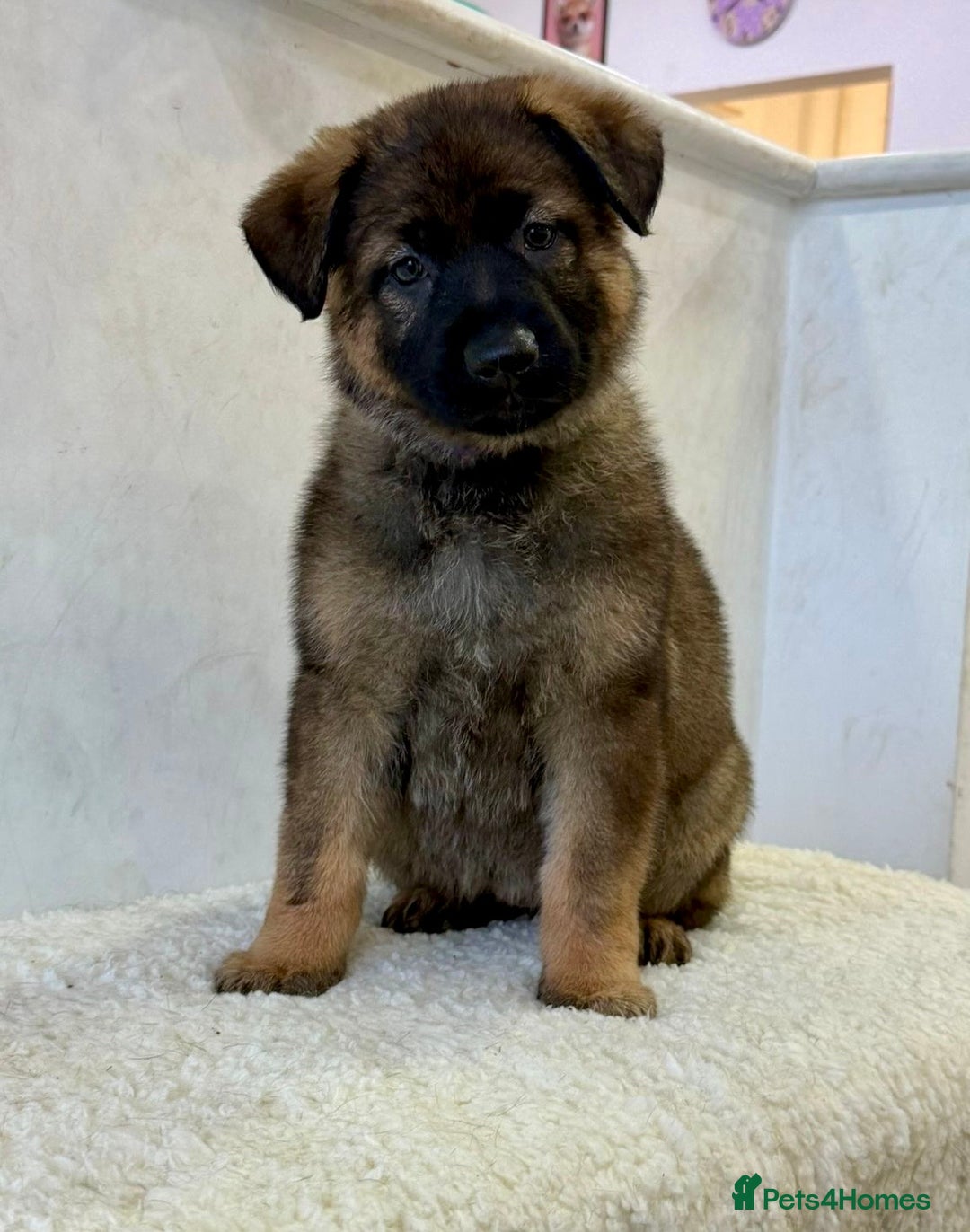 German Shepherd dogs for sale: DDR Working Line GSD Puppies Rare Working Lines - Advert 16