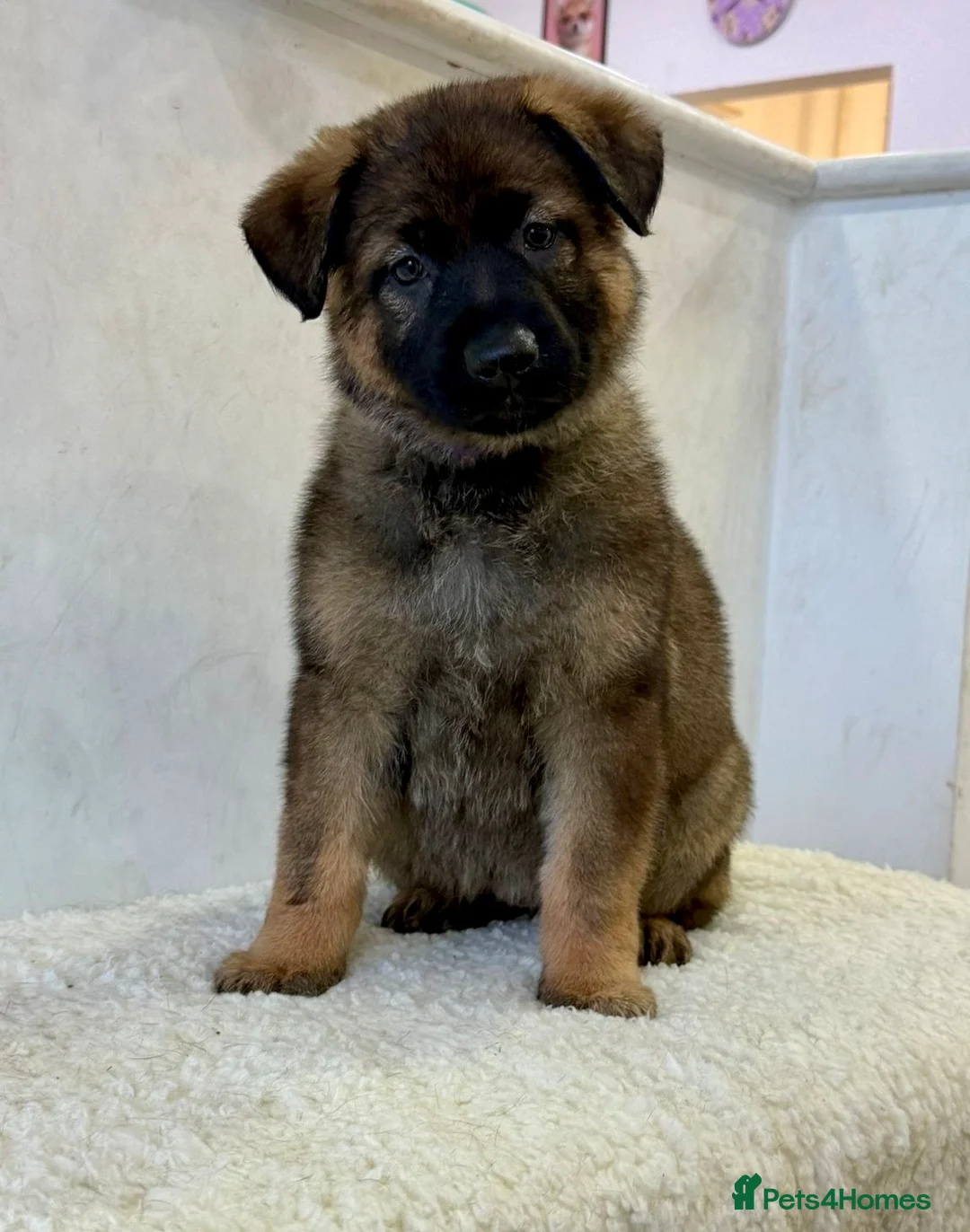 German Shepherd dogs for sale: DDR Working Line GSD Puppies Rare Working Lines - Advert 16