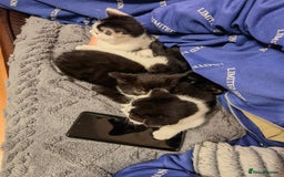 Mixed Breed cats for sale: Cute fluffy kittens black and white boys and girls - Image 6