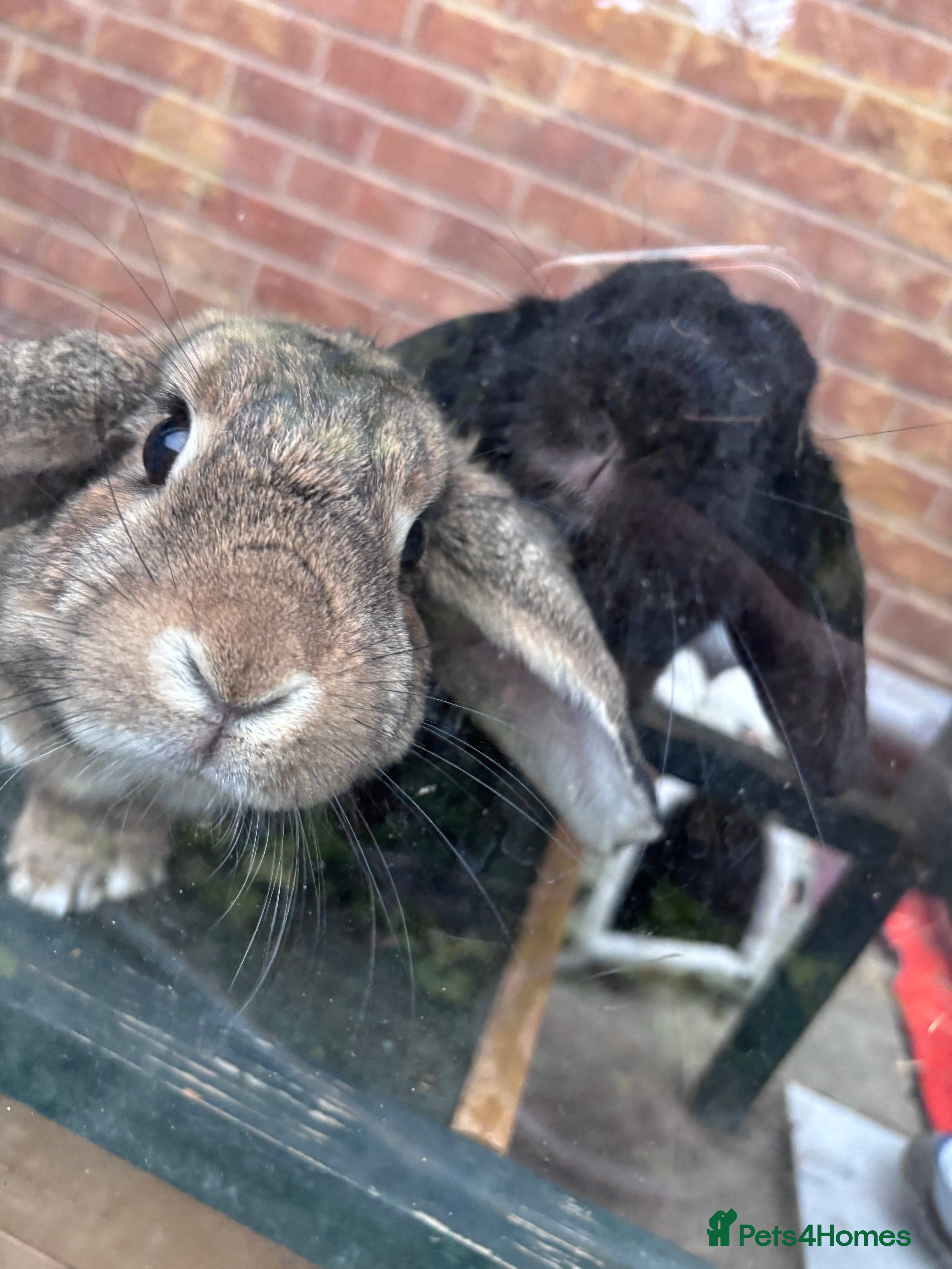 Dwarf Lop rabbits Bonded, Neutered, brother and sister dwarf lop  - Advert 1