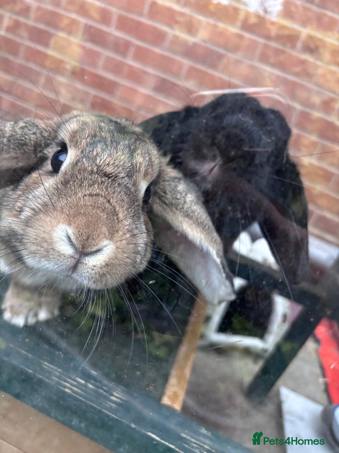 Dwarf Lop rabbits for sale: Bonded, Neutered, brother and sister dwarf lop  - Advert 1