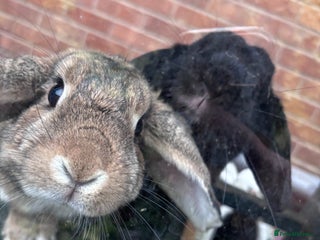 Dwarf Lop rabbits Bonded, Neutered, brother and sister dwarf lop - Advert 1