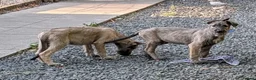 Irish Wolfhound dogs for sale: Irish Wolfhound puppies  - Advert 7