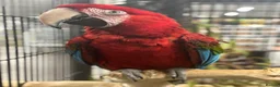 Macaws birds for sale: Gorgeous Greenwing Macaw  - Advert 3