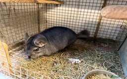 Chinchilla rodents for sale: Males and female chinchillas.  - Advert 18