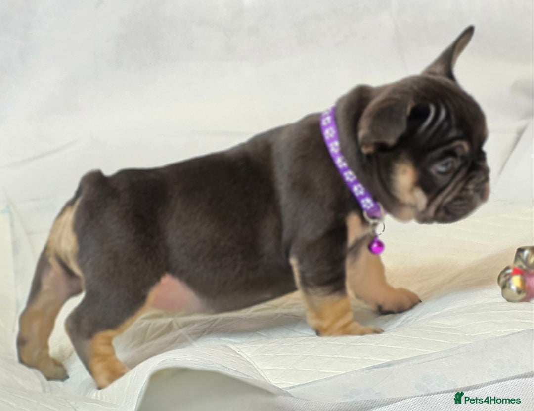 French Bulldog dogs for sale: TOP QUALITY KC REG FRENCHIES AVAILABLE  - Image 28