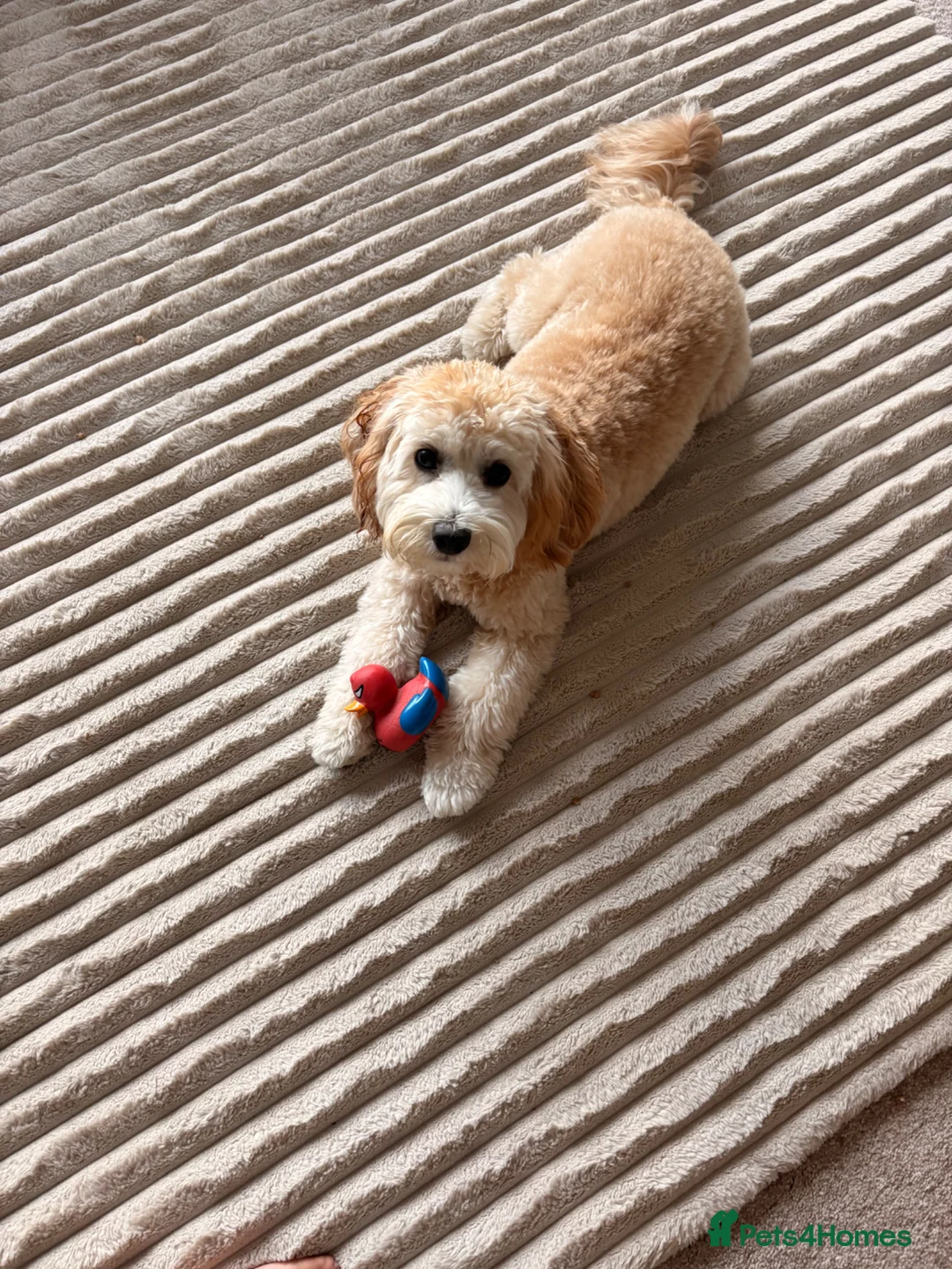 Cavapoochon dogs for sale: Beautiful 8 month old cavapoochon in Yarm - Advert 2
