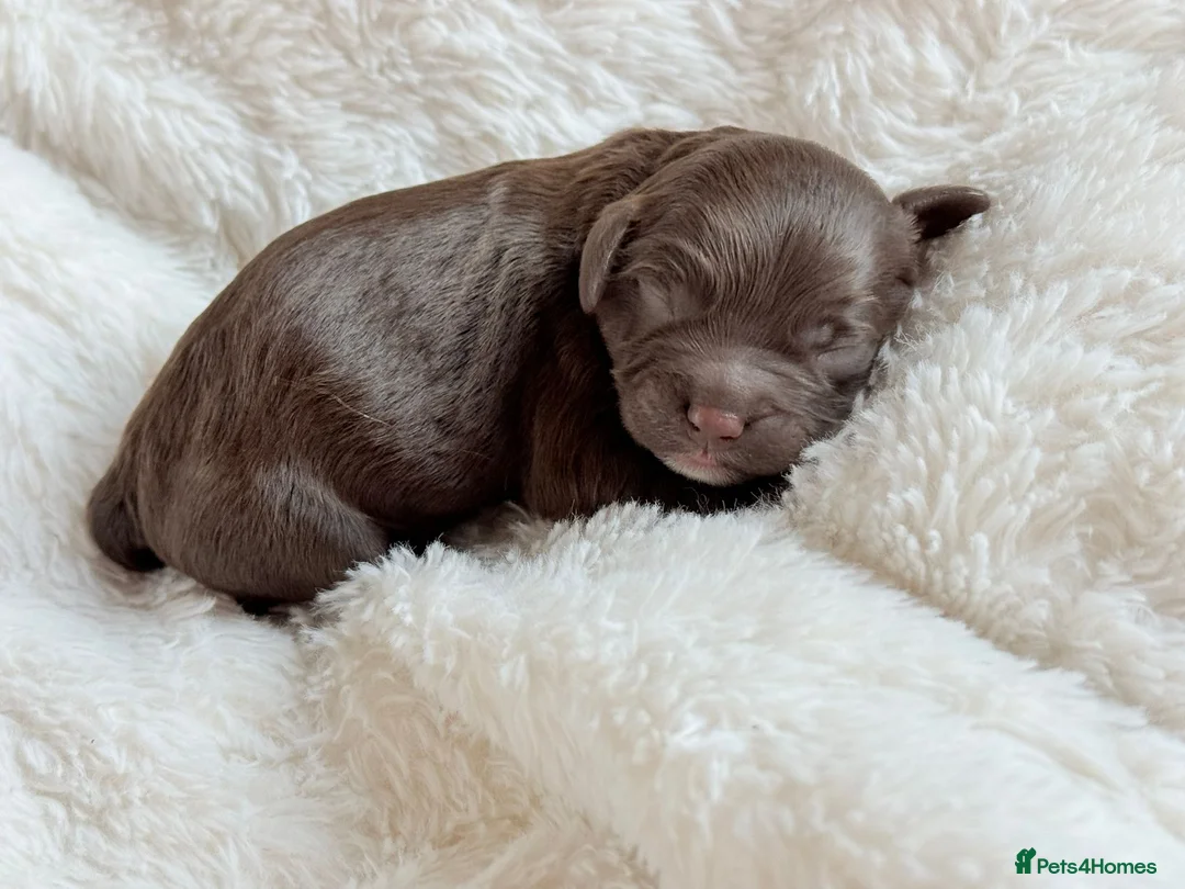 Cavapoo dogs for sale: Amazing quality Chocolate Cavapoos  - Advert 17