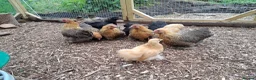 Chickens poultry for sale: Lovely Pekin Bantam Pullets + in Lydney - Advert 4