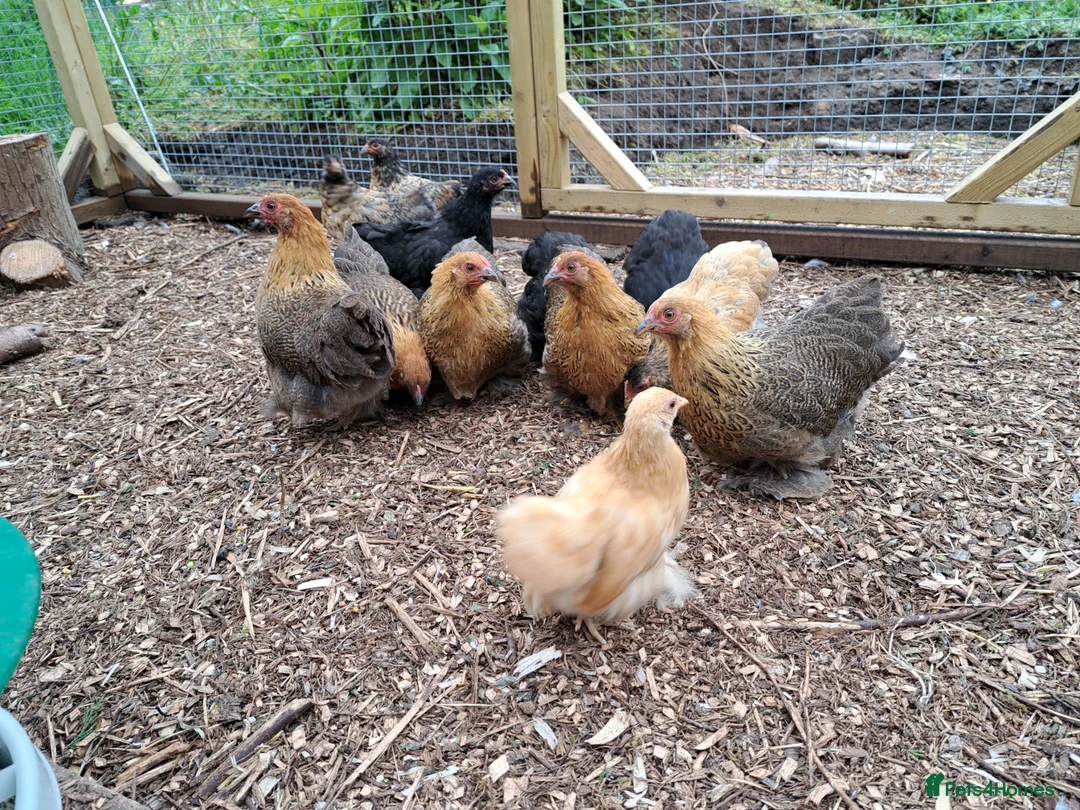 Chickens poultry for sale: Lovely Pekin Bantam Pullets + in Lydney - Advert 4