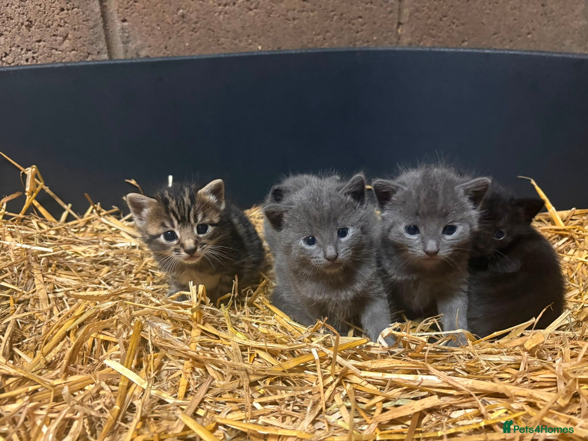 Mixed Breed cats Outdoor Kittens  - Advert 1