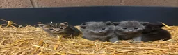 Mixed Breed cats for sale: Outdoor Kittens  - Advert 3
