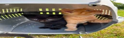 Mixed Breed cats for sale: Pair of kittens - Advert 7