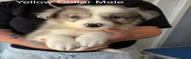 Yellow Collar Male