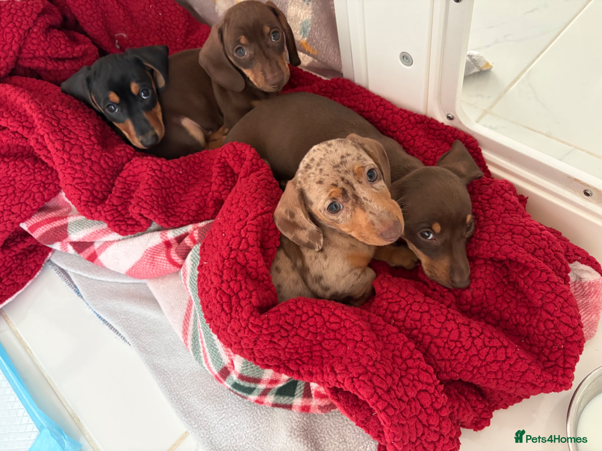 Miniature Dachshund dogs READY TO GO ! Miniature smooth haired dachshund - Advert 16
