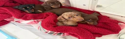 Miniature Dachshund dogs for sale: READY TO GO ! Miniature smooth haired dachshund - Advert 1