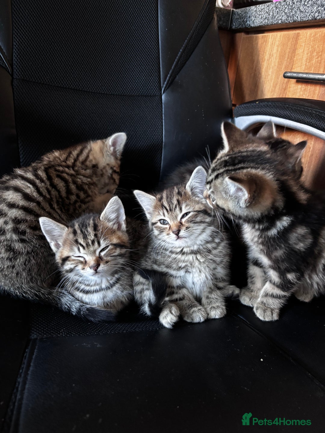 Mixed Breed cats for sale: Mixed litter of 8 week old kittens - Advert 13