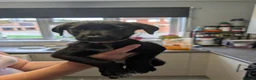 Mixed Breed dogs for sale: Puppies in Felixstowe - Advert 10