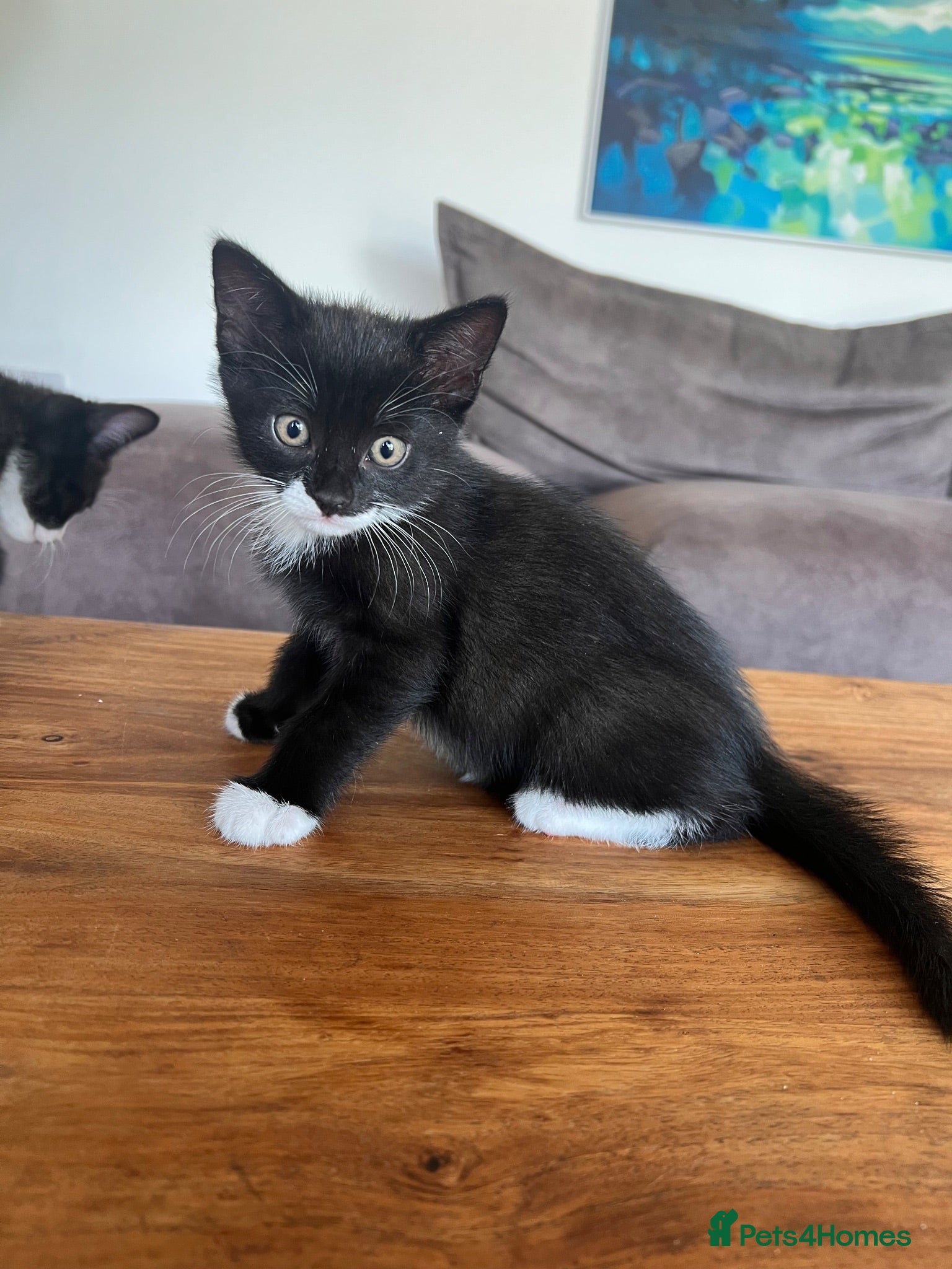Mixed Breed cats 9 Adorable Kittens Ready to leave for loving home - Advert 12