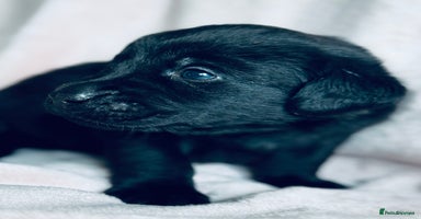 Labrador Retriever dogs - Advert 3